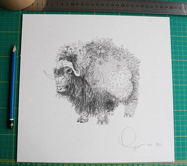 Musk Ox