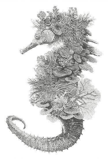 Seahorse